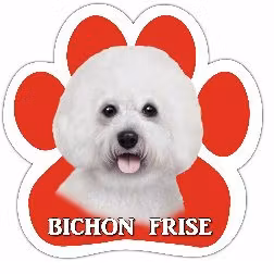 Bilmagnet, tass – Bichon frisé