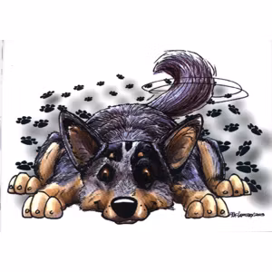 Mugg, Rug dog – Australian cattledog