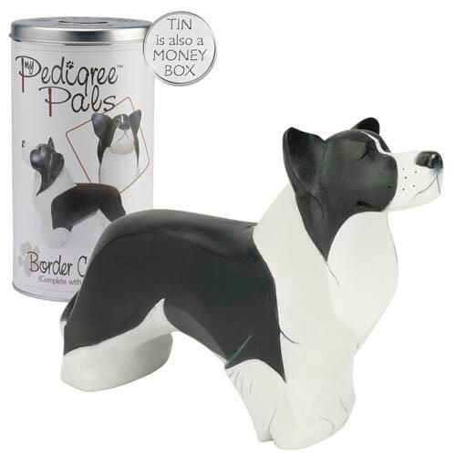 Figurin, Arora – Border collie