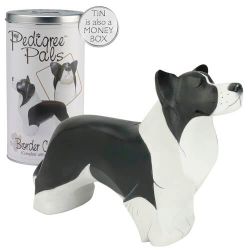 Figurin, Arora – Border collie
