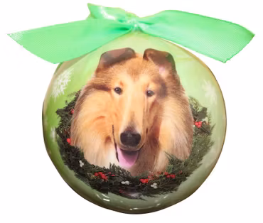 Julkula – Collie, långhårig