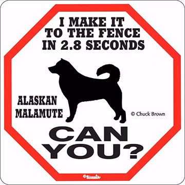 Skylt, 2.8 seconds – Alaskan malamute