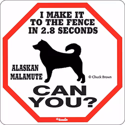 Skylt, 2.8 seconds – Alaskan malamute