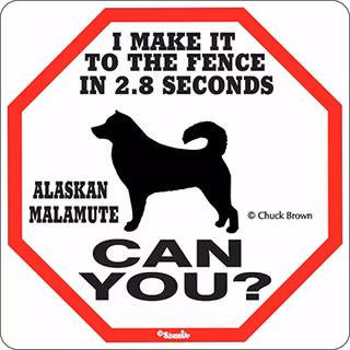 Skylt, 2.8 seconds – Alaskan malamute