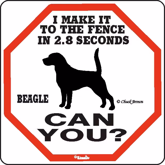 Skylt, 2.8 seconds – Beagle