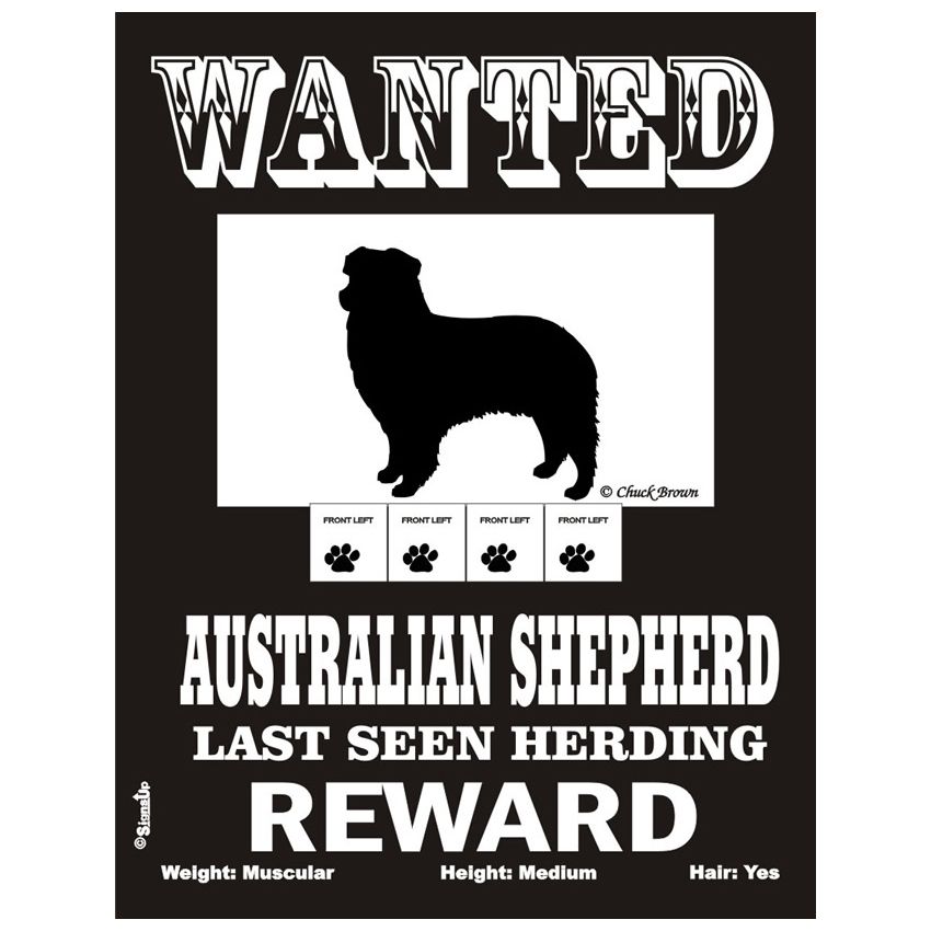 Skylt, Wanted – Australian shepherd