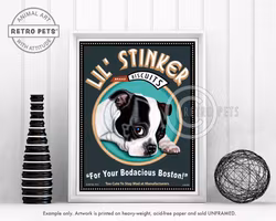 Konsttryck Krista Brooks, Lil' Stinker – Bostonterrier, svart