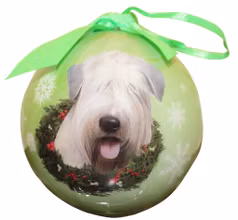 Julkula – Irish softcoated wheaten terrier