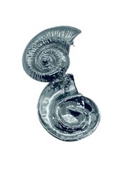 Örhängen snäckor i silver