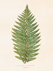 Poster Ormbunke 18x24cm