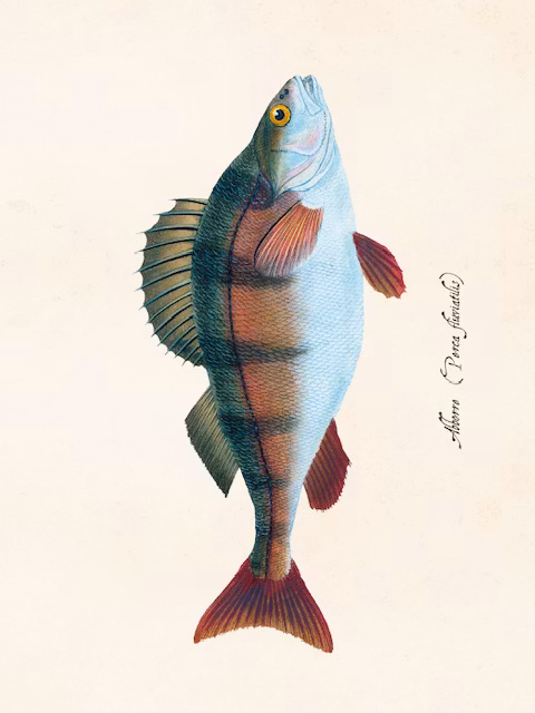Poster Abborre 24x18cm