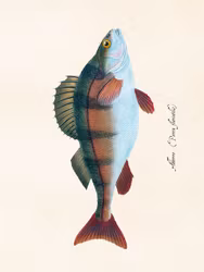 Poster Abborre 24x18cm