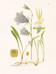 Poster Blåklocka 18x24cm