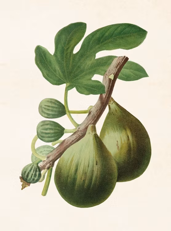 Poster Fikon 18x24cm