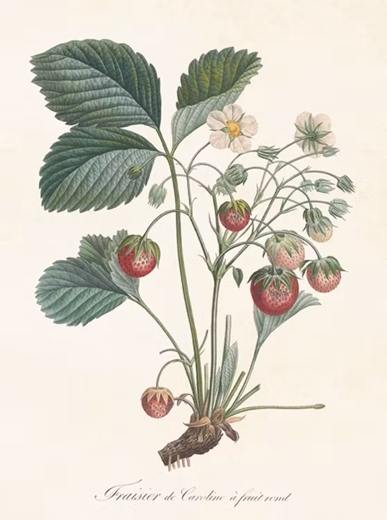 Poster Jordgubbe 18x24cm