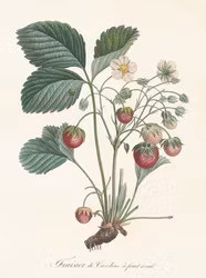 Poster Jordgubbe 18x24cm