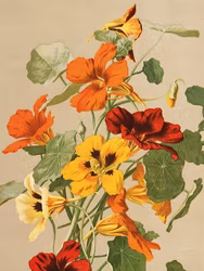 Poster Krasse 18x24cm