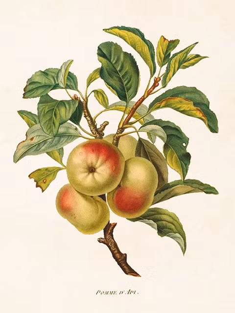 Poster Äpple 18x24cm