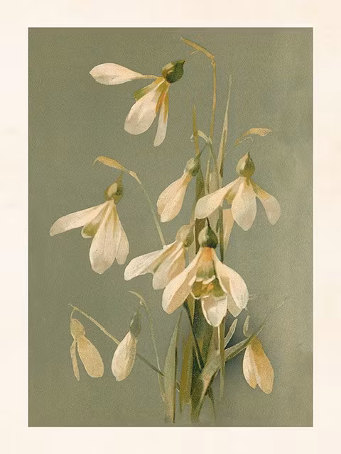 Poster Snödroppe 18x24cm