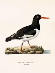 Poster Strandskata 18x24cm