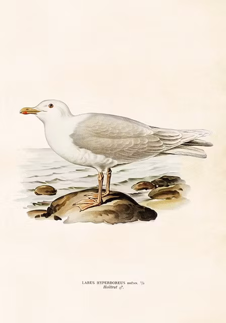 Poster Mås 35x50cm
