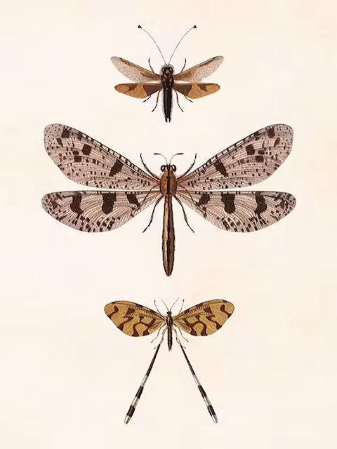 Poster Trollslända 18x24cm