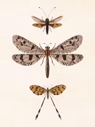 Poster Trollslända 18x24cm