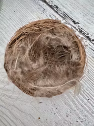 Fågelbo med fjädrar