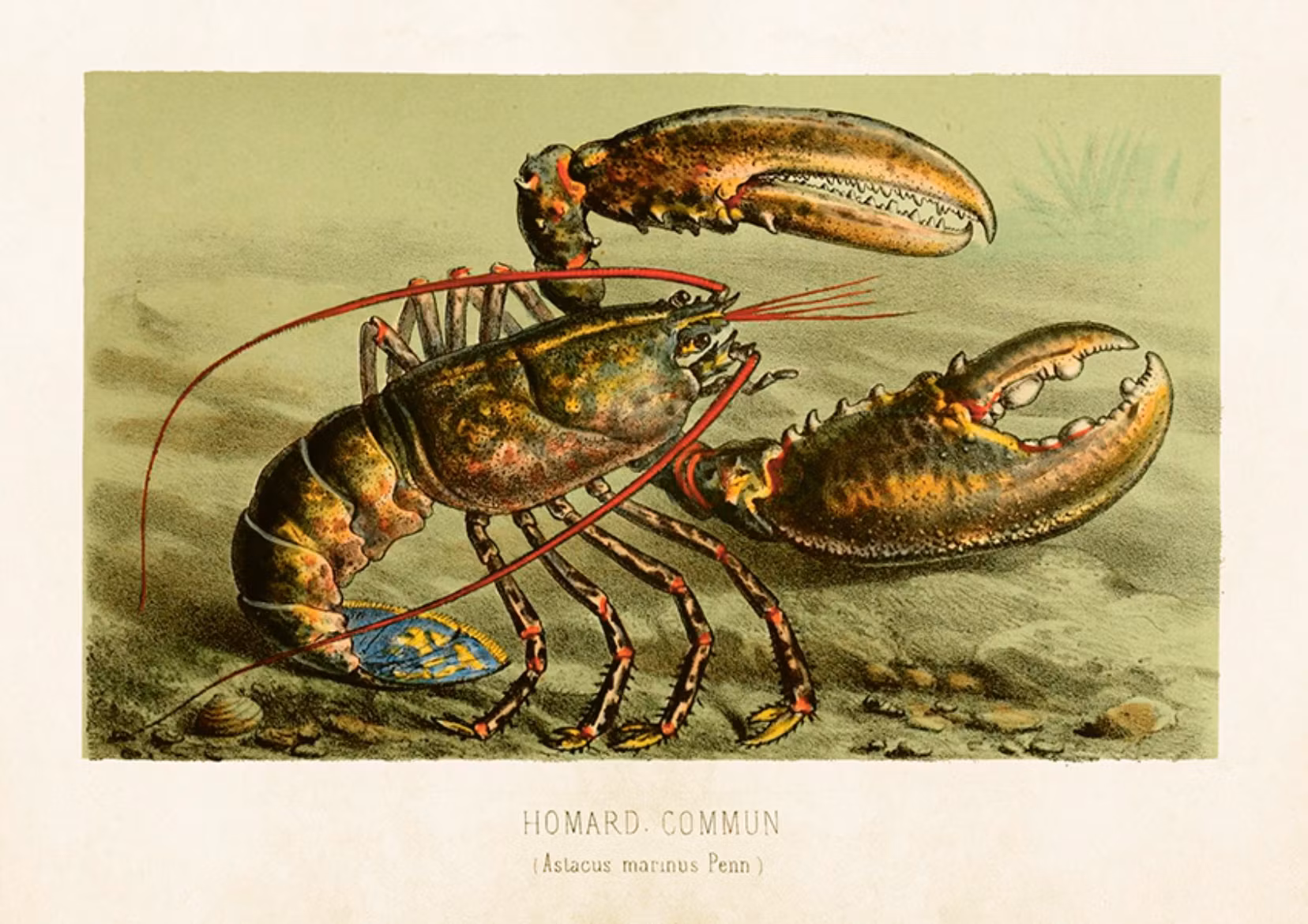 Poster Hummer 50x35 cm