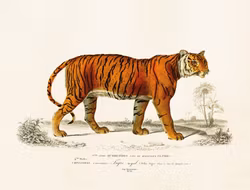 Poster Tiger 24x18 cm