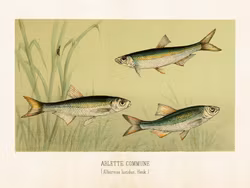 Poster Löjor 24x18 cm