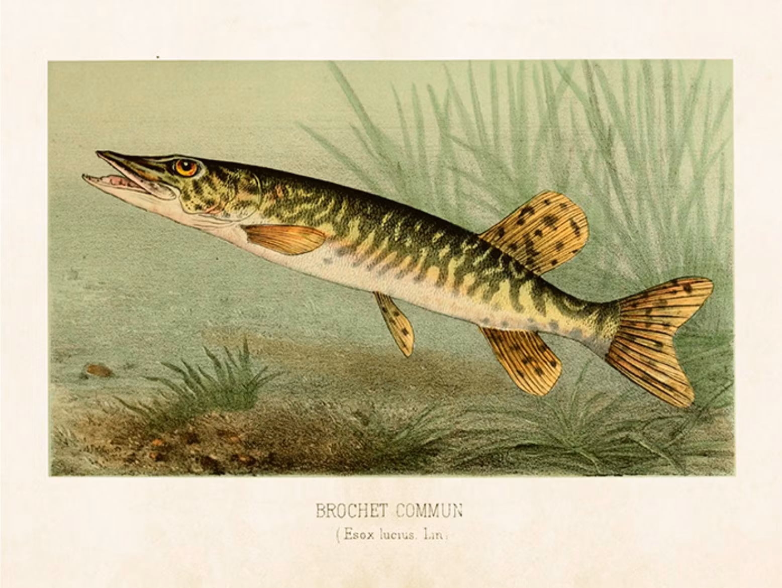 Poster Gädda 24x18 cm