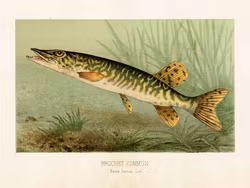 Poster Gädda 24x18 cm