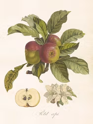 Poster Äpple 18x24cm