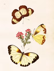 Poster Fjärilar 18x24cm