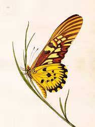 Poster Fjäril 18x24cm