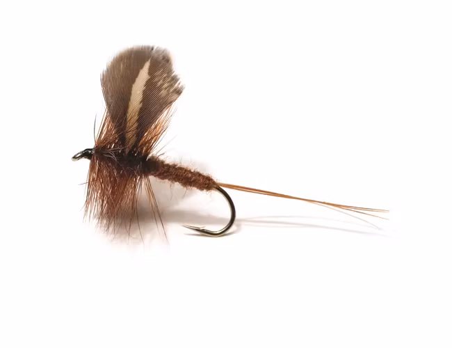 Rocken Dark Brown Daiichi 2220 #10