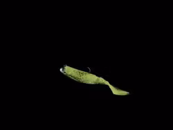 Mikado Fishunter Ready Rigged 10.5cm - MIX - 3st