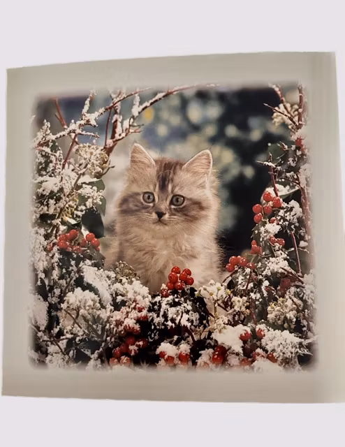 Julkort dubbla med katter