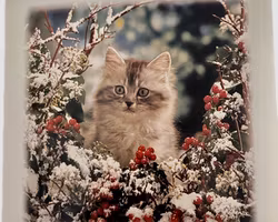 Julkort med söt katt - 15st