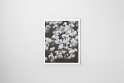 Ängsull - Foto Print