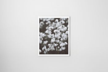 Ängsull - Foto Print