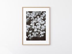 Ängsull - Foto Print
