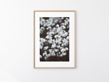 Ängsull - Foto Print