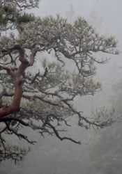 Nordic Bonsai I - Foto Print