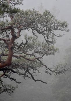 Nordic Bonsai I - Foto Print