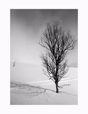 "Björk" - Foto Affisch