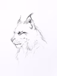"The Lynx" - Art Print