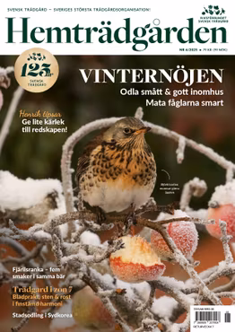 Hemträdgården 2025-06