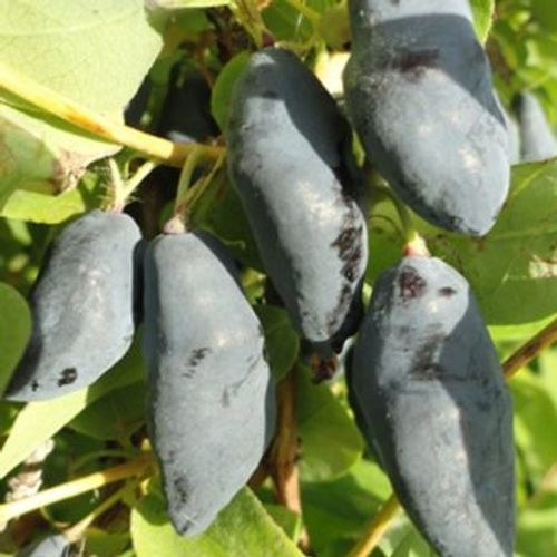 Blåbärstry "Blue Banana" 5-literskruka/Avhämtning